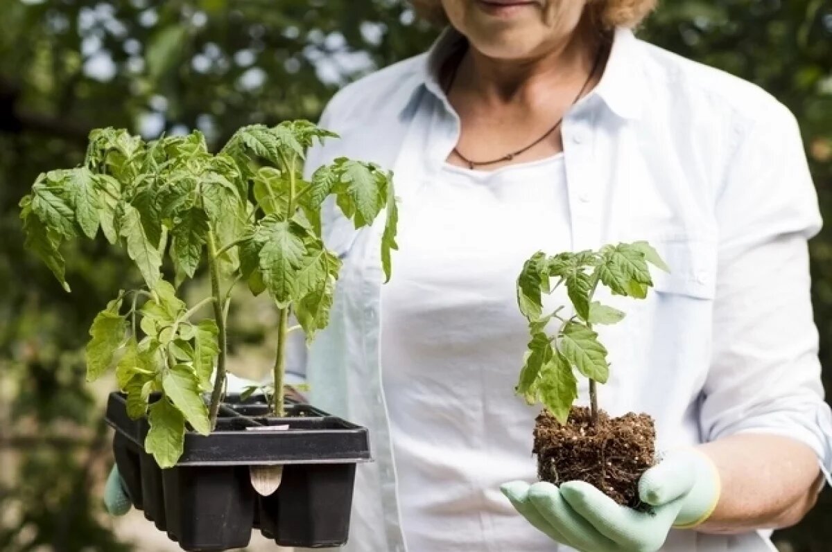    Биолог Коваль рассказала, чем подкормить рассаду после высадки в теплицу