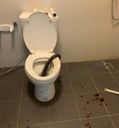 Мужчину сидя на туалете укусила змея за пенис