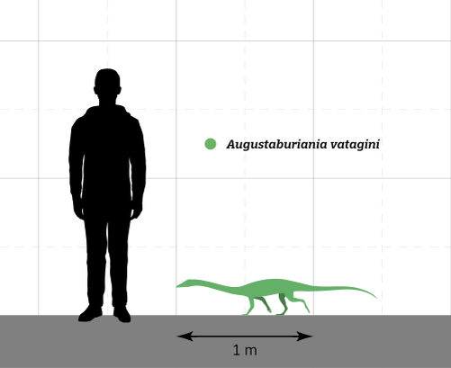 Августабуриания по сравнению с человеком.