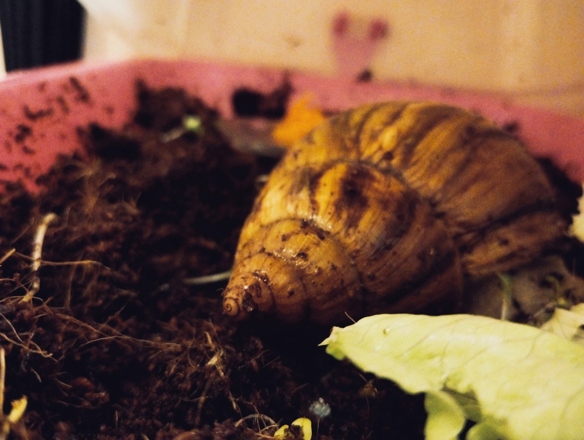 Главная примета улитки Ахатины/Архахатины - вытянутый панцирь с заострённым/закругленным концом. На фото: Ахатина Ахатина Тигр. НЕ ВЫЖИВЕТ В ДИКОЙ ПРИРОДЕ! Мое фото.