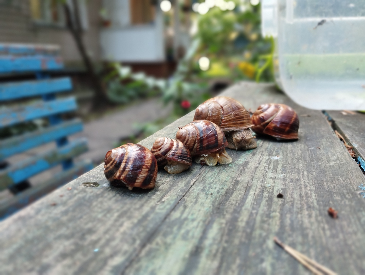 Улитки из семейства Гелициды (живут на территории России). Главная примета - круглый панцирь. На фото: Helix Pomatia, Helix Albescens, Helix Lucorum. Мое фото.