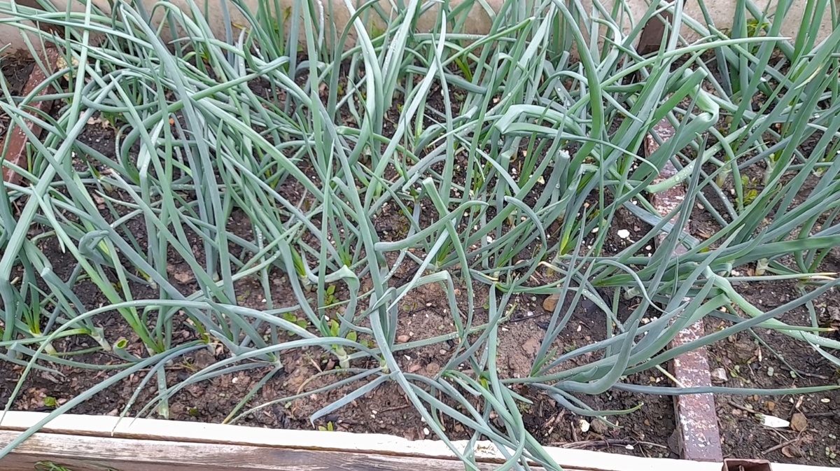 Чем подкормить лук в июне, чтобы луковицы выросли в два раза крупнее: рецепт подкормки