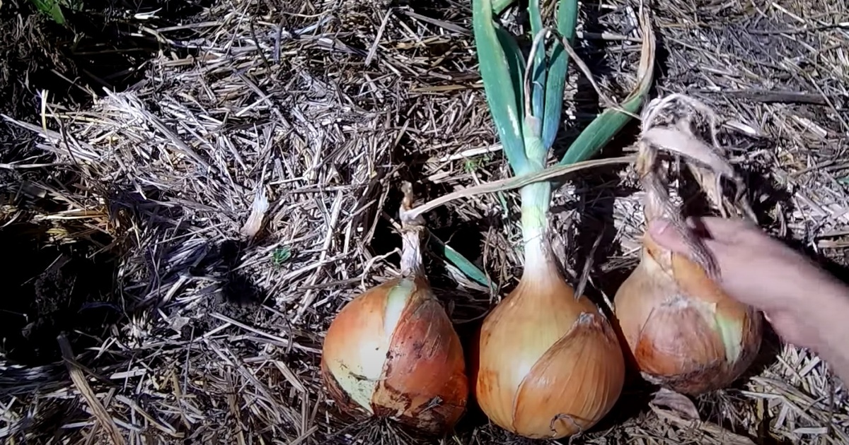 Чем подкормить лук в июне, чтобы луковицы выросли в два раза крупнее: рецепт подкормки