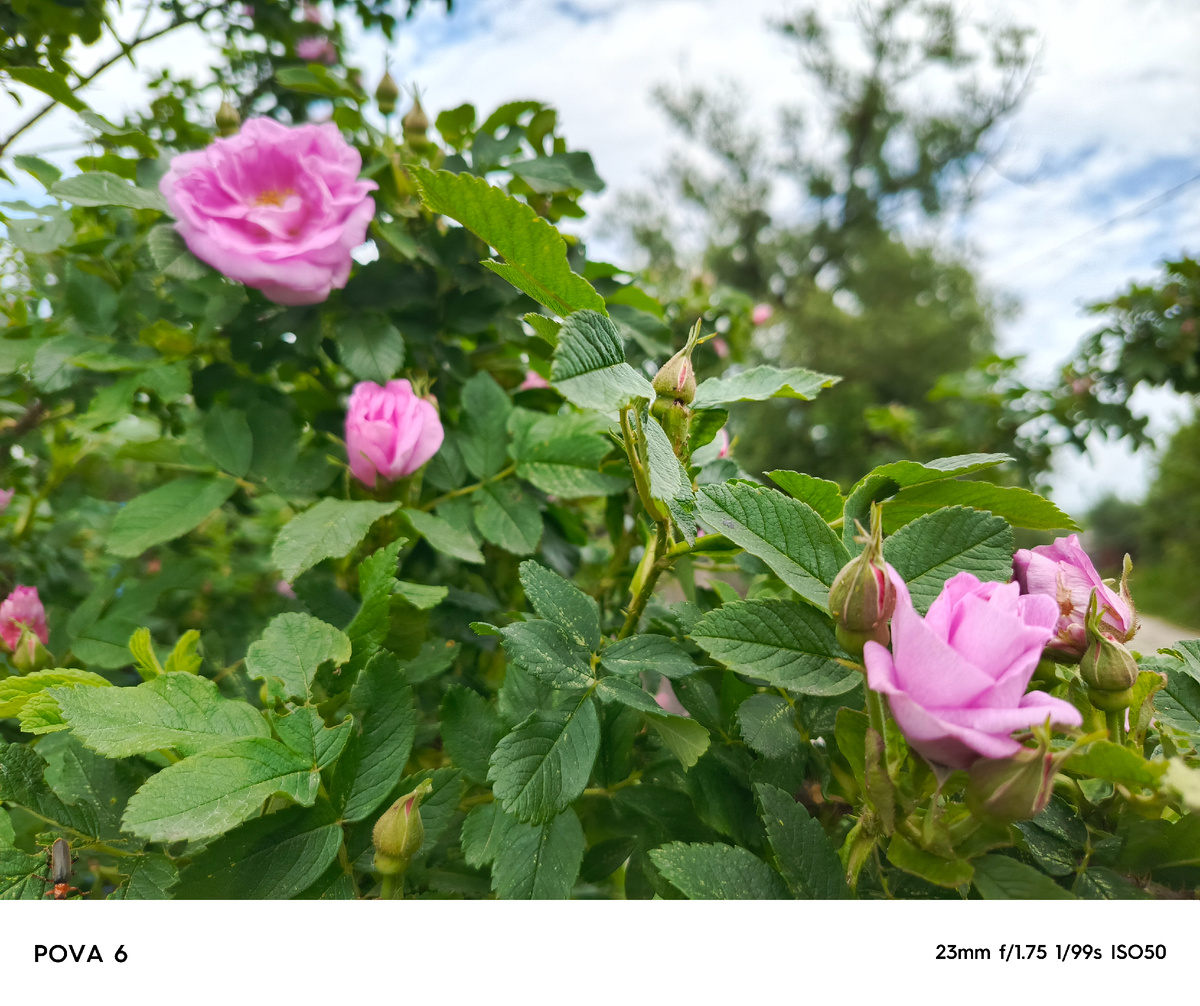 Цветет кустовая роза))))