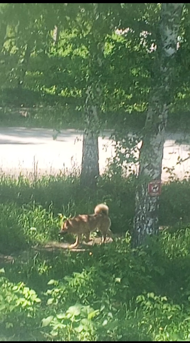 Пëс самовыгульный бегал, задрал лапу в аккурат на дерево с табличкой про запрет выгула собак. 😂