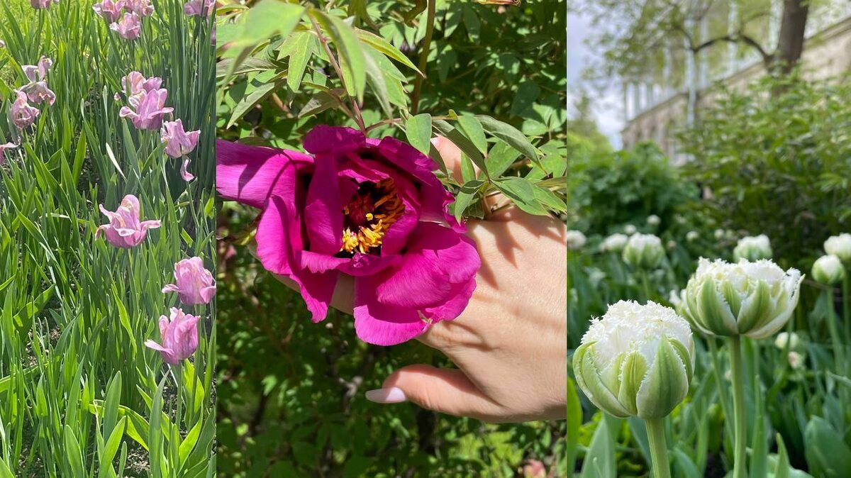 Тюльпаны, пион и снова тюльпаны