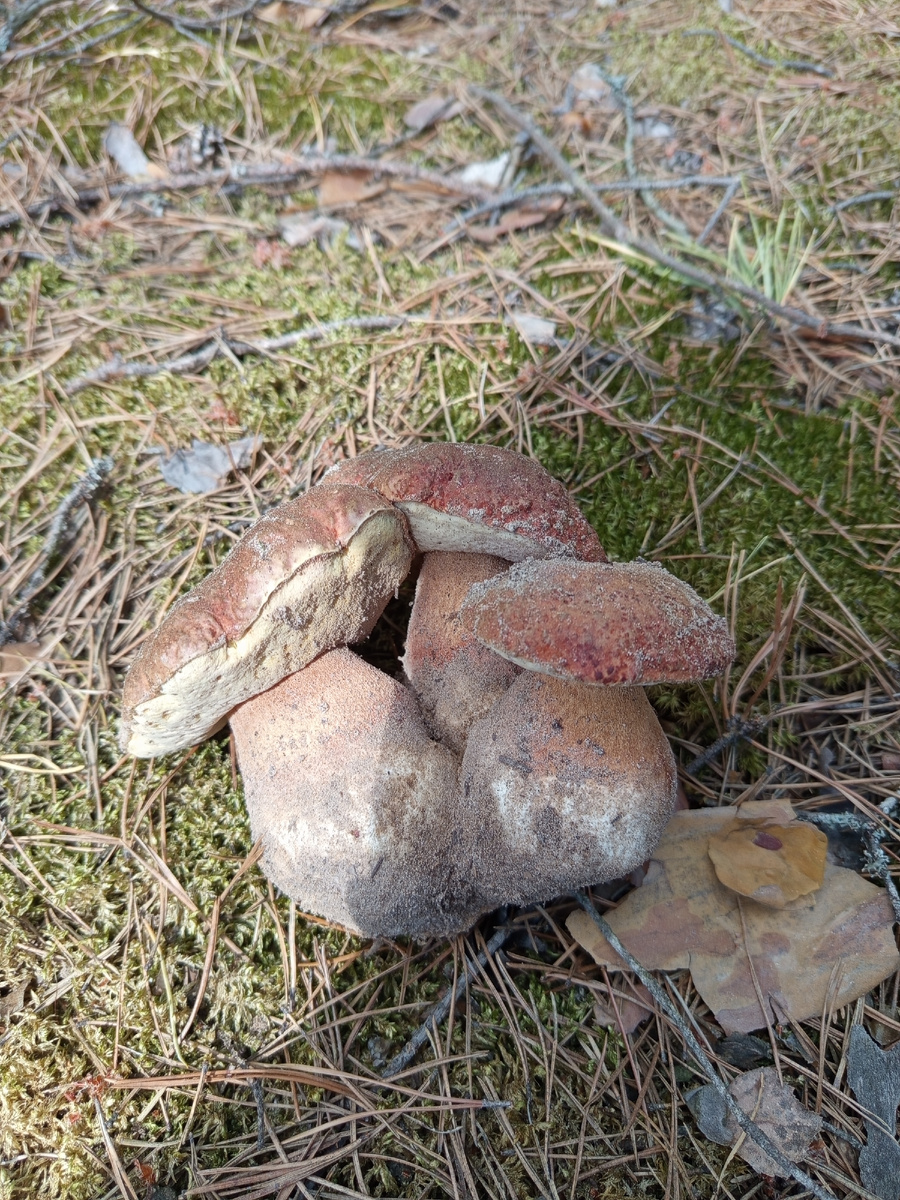 Мещерские боровики, май