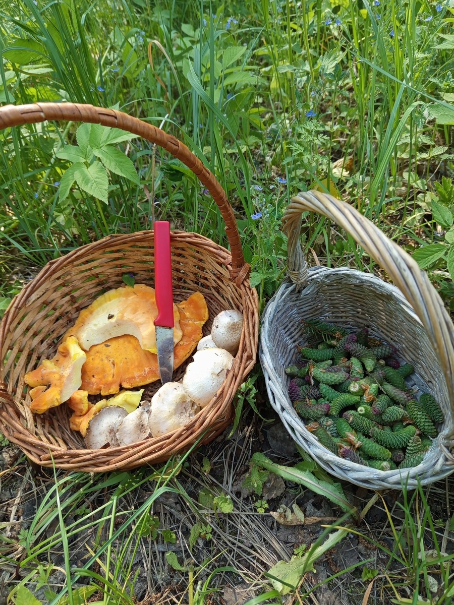 Разведка в лесу, начало июня