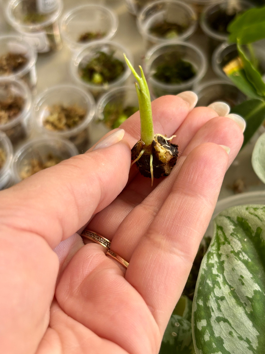 Он очень старается!