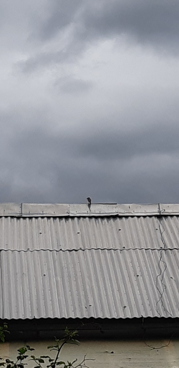 Строит гнездо под крышей.