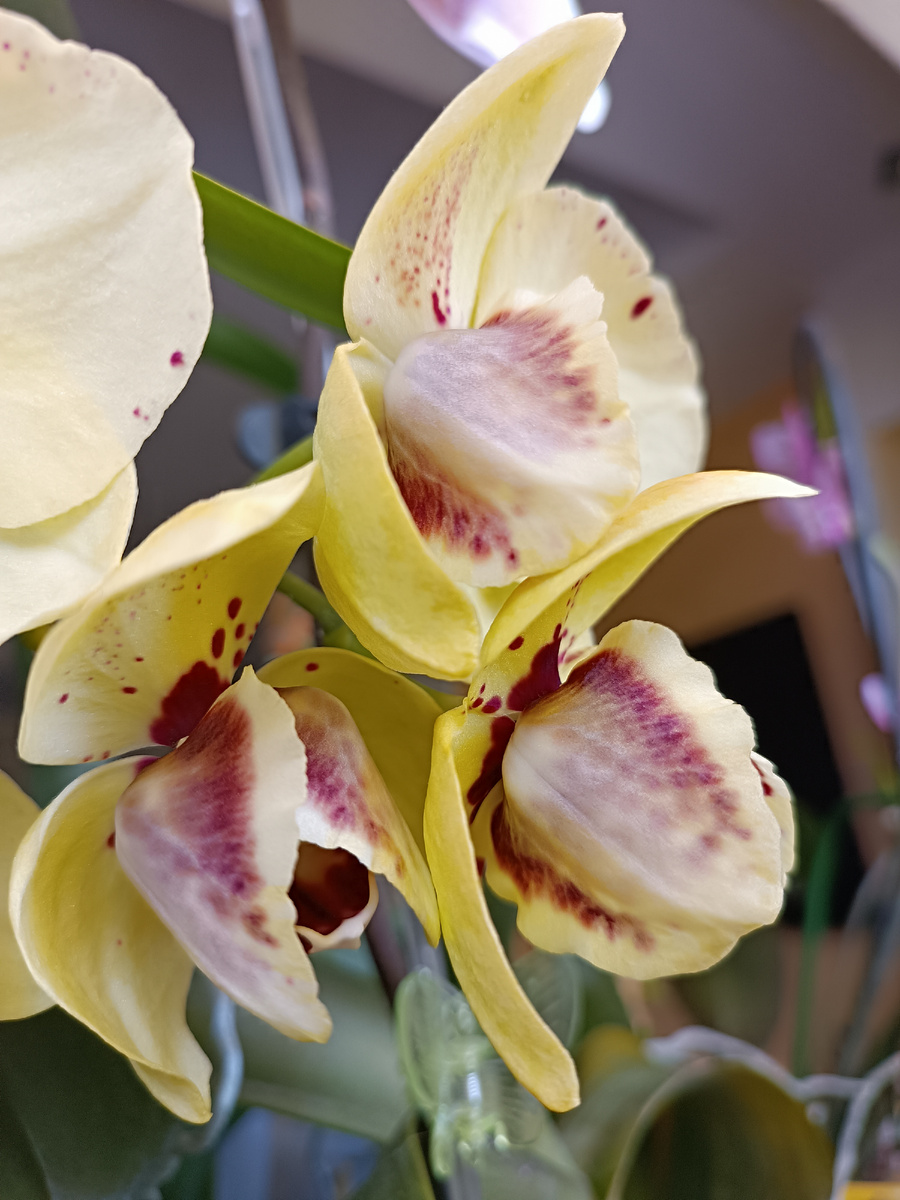 Обложка статьи. Фаленопсис Альбуфейра, архивное фото