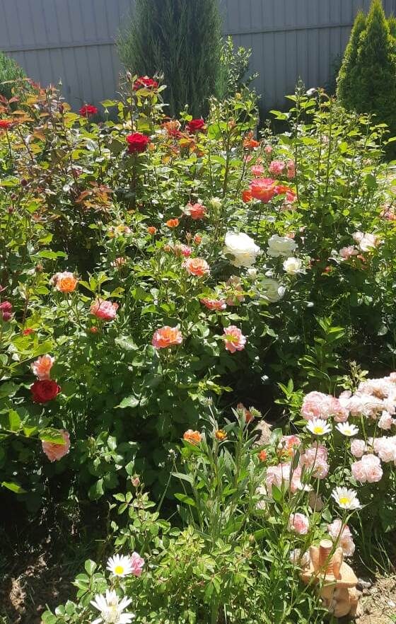 зацвели  розы