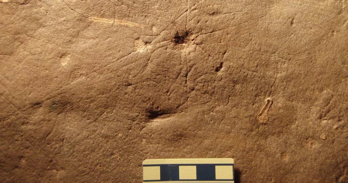 Отпечаток коронаколлины.