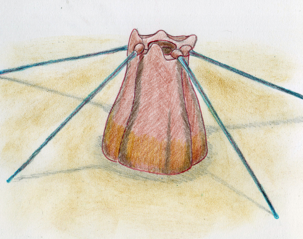 Реконструкция коронаколлины.