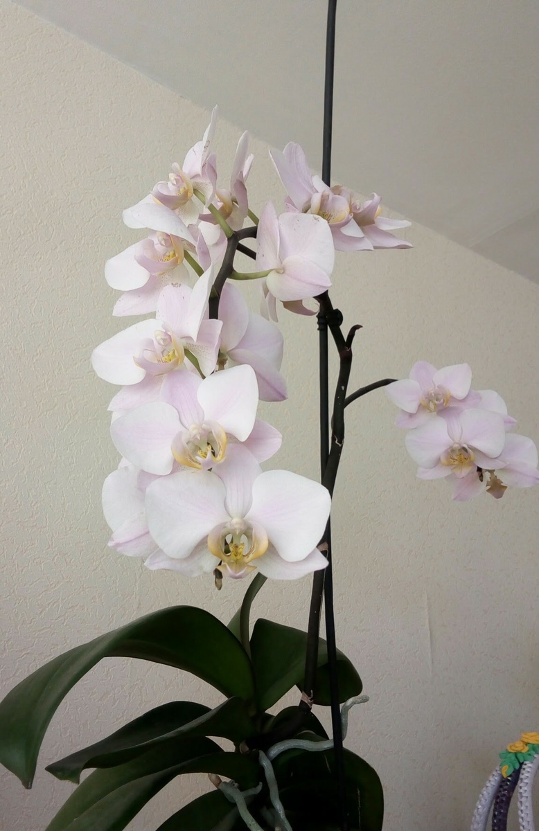 Обложка статьи. Розовая орхидея Салинас, архивное фото