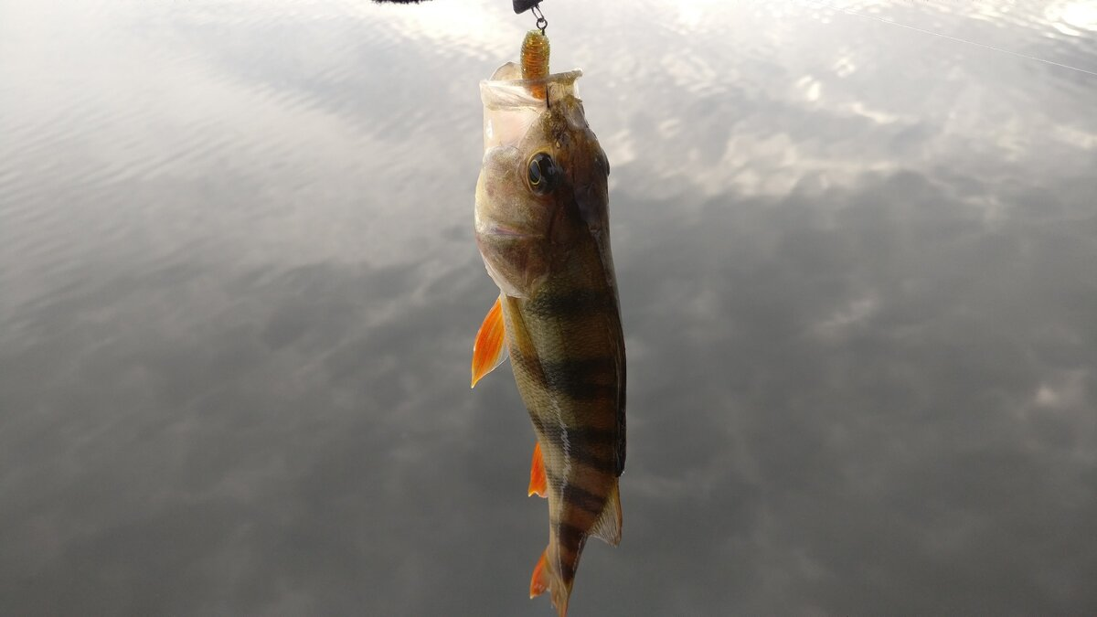 Фото с сайта: https://avatars.dzeninfra.ru