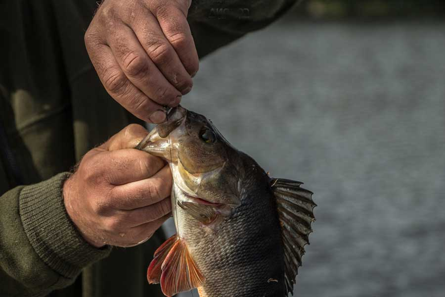 Фото с сайта: https://www.fishlovlya.ru/_bl/15/51407351.jpg