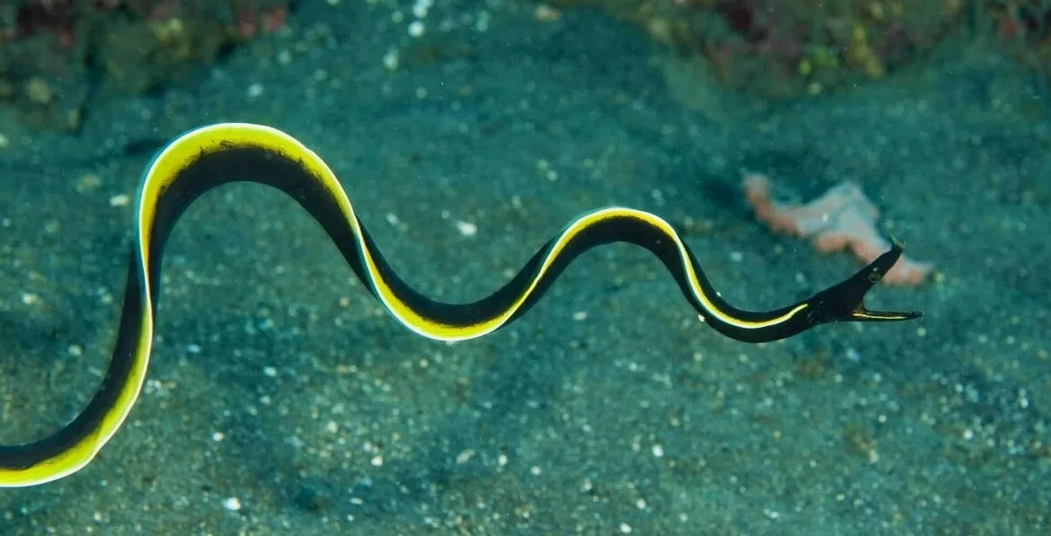 Молодь ленточной мурены.