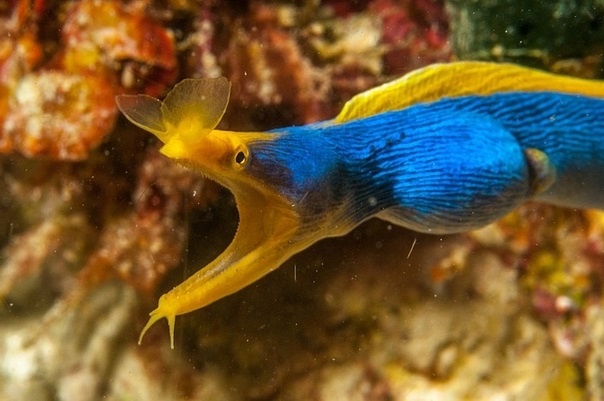 Самец ленточной (или носатой) мурены.