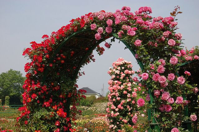 Все сорта роз можно купить в нашем интернет магазин – rozarium.biz