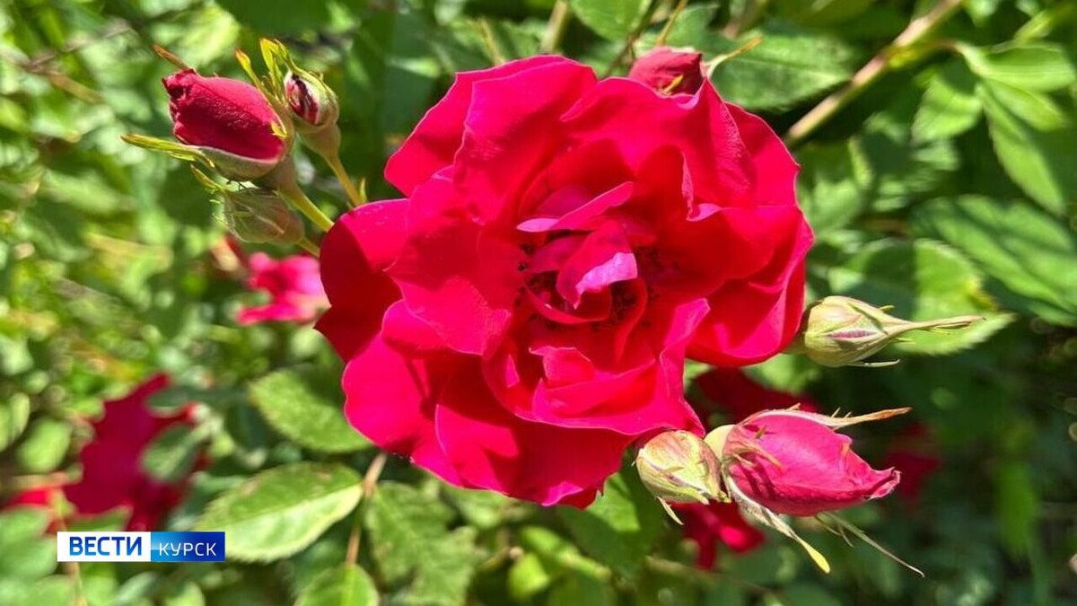    В Курскую область к концу недели придет 32-градусная жара