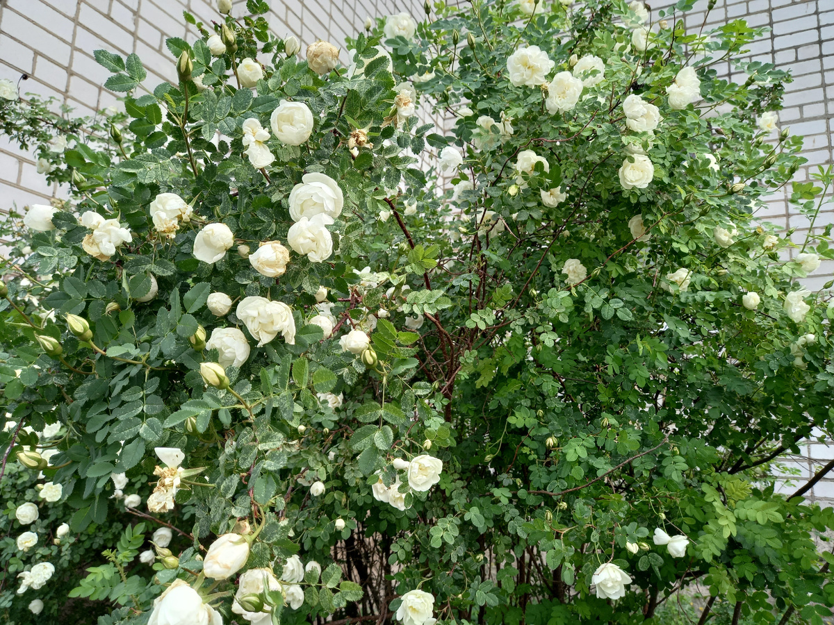 Цветущий куст немного потрепало во время дождя. Фото автора 01.06.2025.