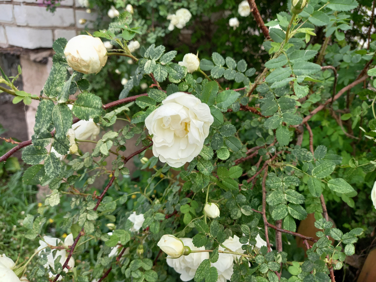 Фото автора.