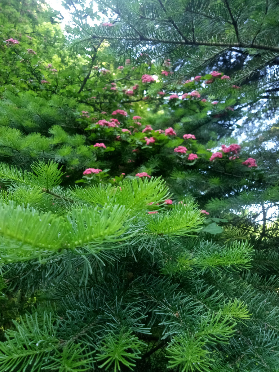 Я думаю, что лиственница и боярышник Ред Скарлетт