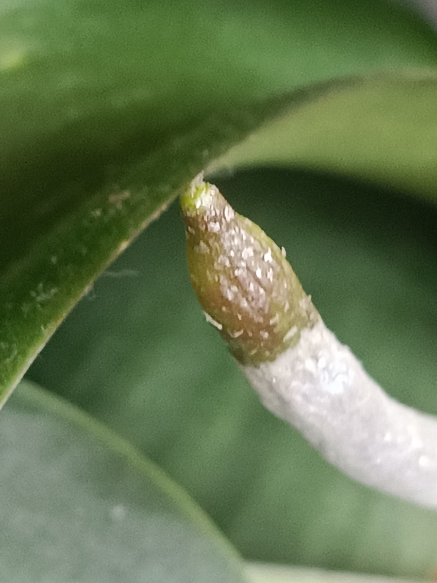 Обложка статьи. Воздушный корень крупным планом 