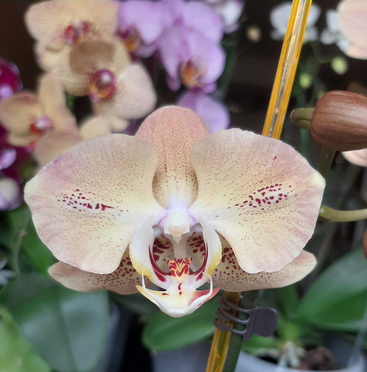 Обложка статьи. Фаленопсис Леко Фантастик, архивное фото