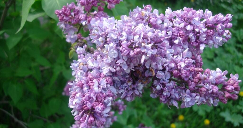 Сирень отцвела: что нужно сделать, чтобы в следующем сезоне цветение было пышным