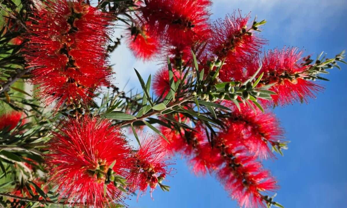 Каллистемон (Callistemon) Фото автора канала Мой Розовый мир.
