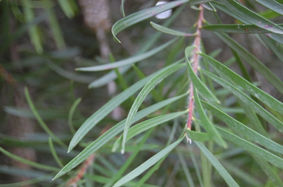 Каллистемон (Callistemon) 