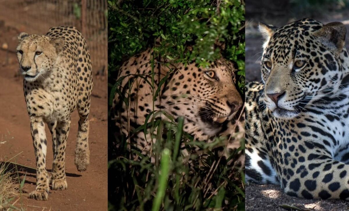    Эволюция развела ягуаров и леопардов по разным путям. Источник изображения: koshka.top