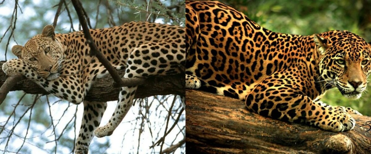    Слева леопард, а справа — ягуар. Источник изображения: koshka.top