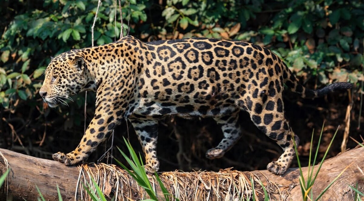    Ягуар считается самым опасным хищником Американского континента. Источник изображения: rare-gallery.com