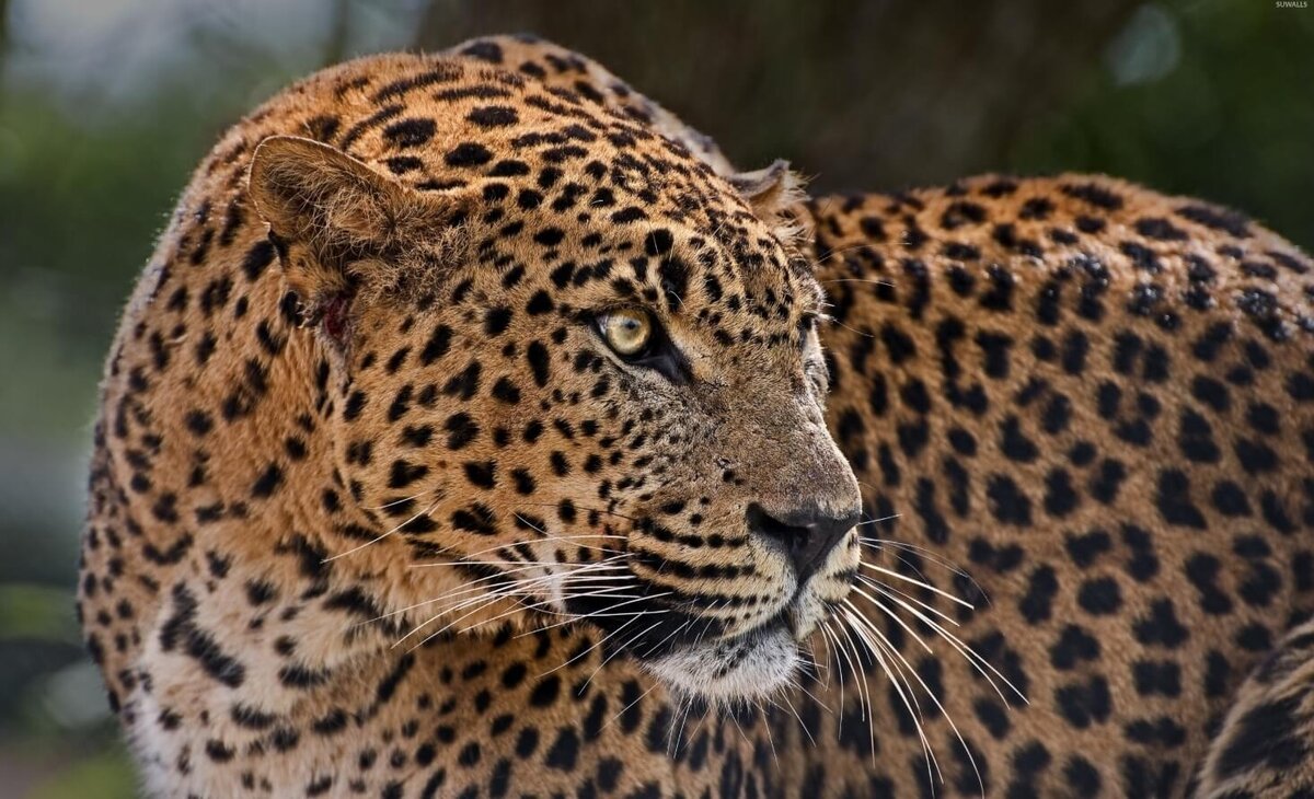    Леопард не настолько крупный, как ягуар, но более ловкий. Источник изображения: livescience.com