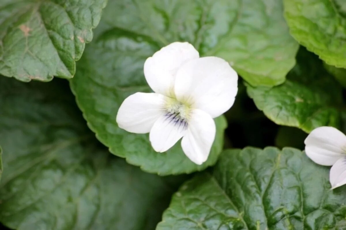    2 июня в Туле ожидается ясная погода и восьмибалльная магнитная буря