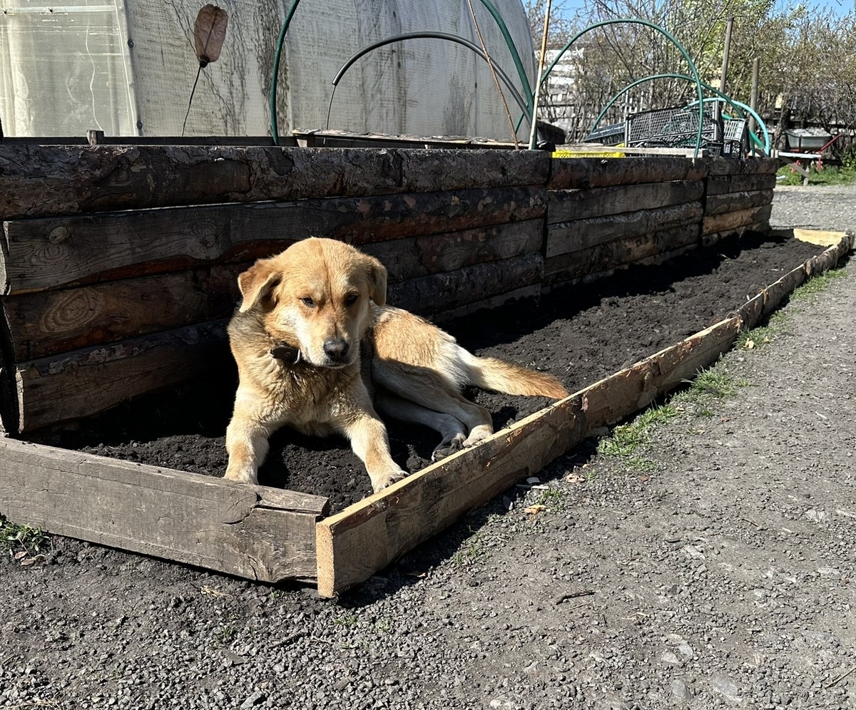 Шарпи прогревает грядки перед посадкой.
