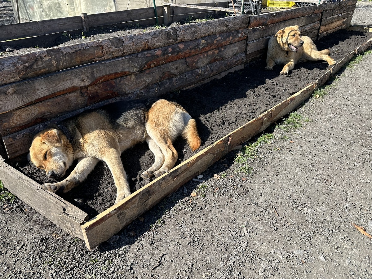 Шоки (малыш) пришёл на помощь Шарпи.