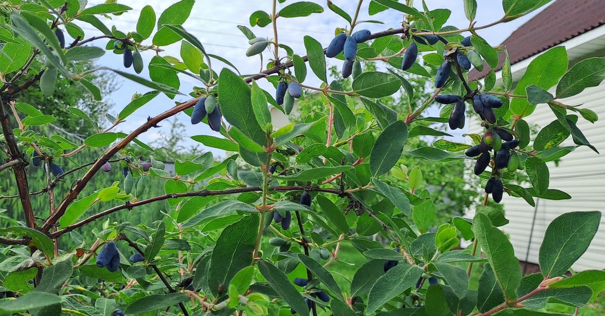 Сорт Бакчарский великан