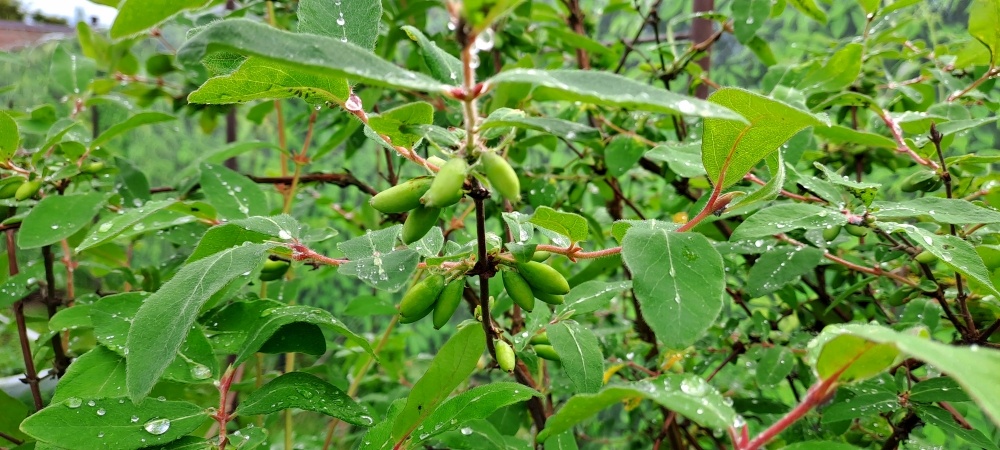 Жимолость 20 мая.