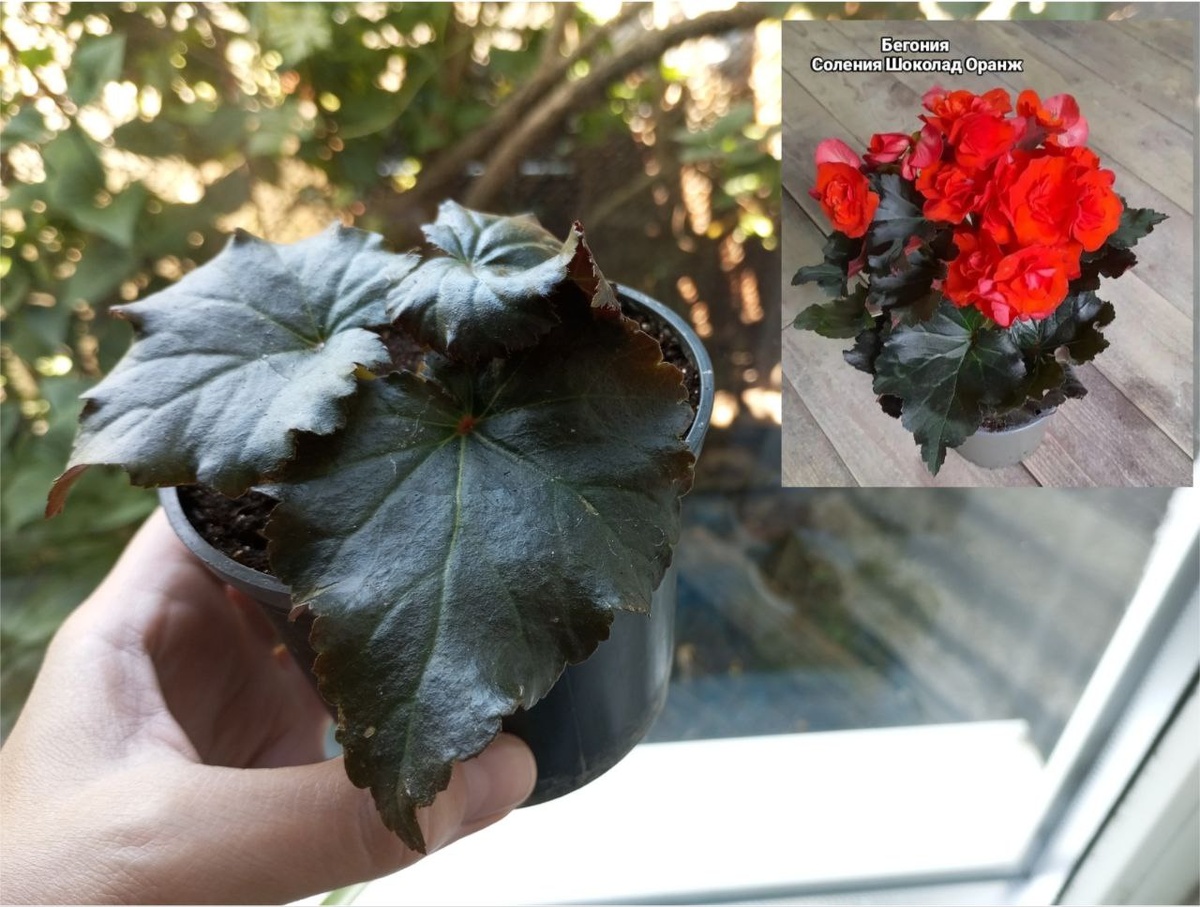 Бегония соления шоколад оранж