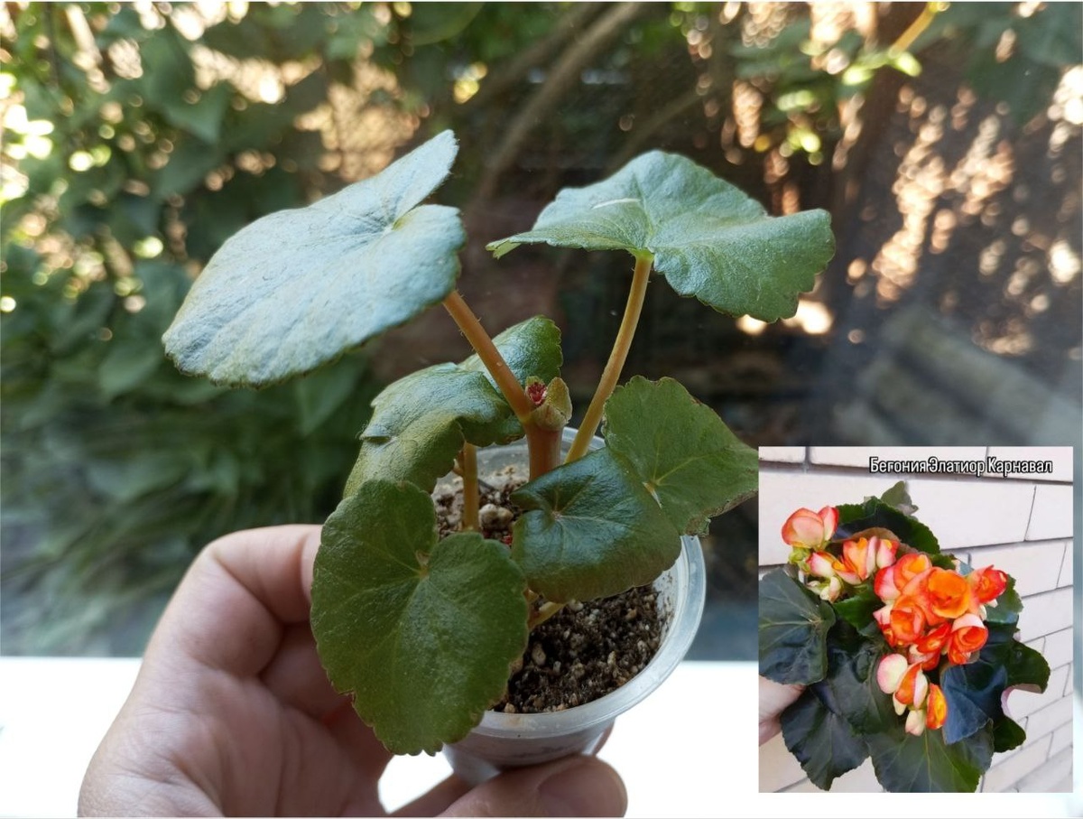 Бегония элатиор карнавал