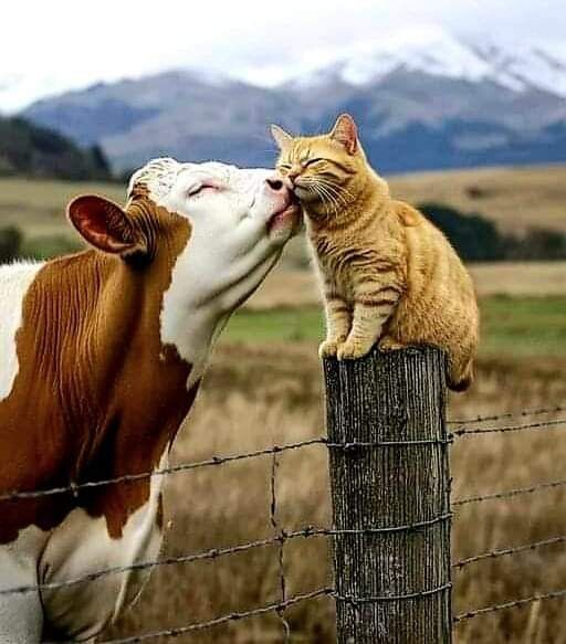 Источник фото: https://i.pinimg.com/736x/b7/9c/ec/b79cecde35f3c055d78691b316156270.jpg