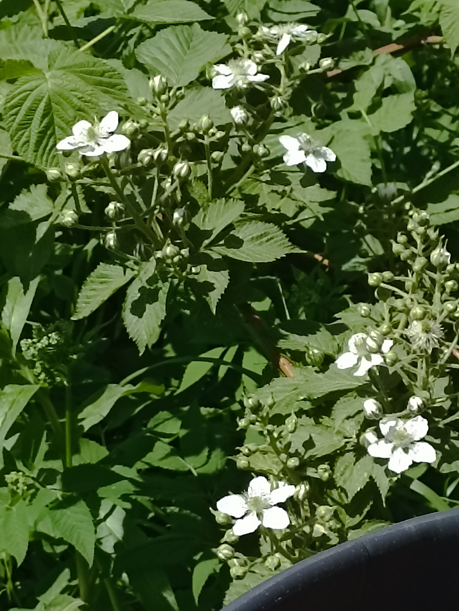 Ежевика цветёт