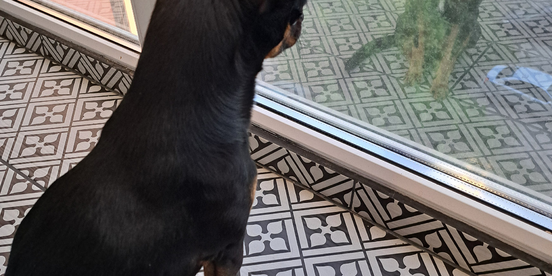 За что из дома выгнали ротвейлера.В кого превращаются наши дети