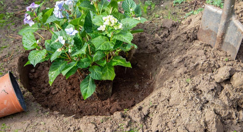 Когда и как сажать гортензии? Пошаговое руководство от Нины Коноваловой