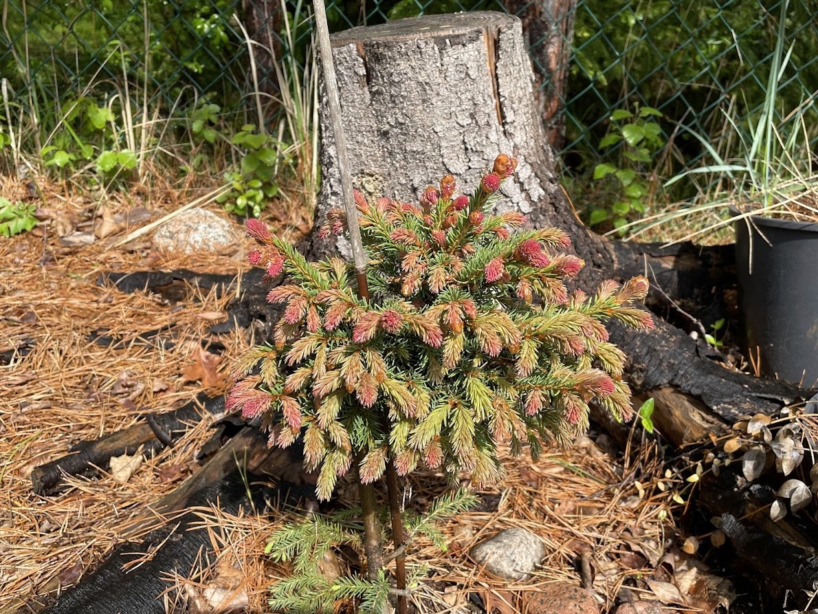  2025 Picea abies Punahilkka