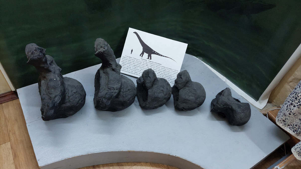 Экспонаты ОГБУК «Ундоровский палеонтологический музей». Фото автора.
